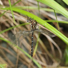 Austroaeschna pulchra