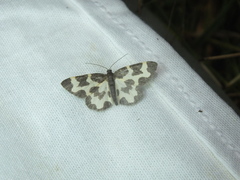 Lomaspilis opis