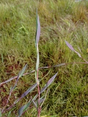 Dichanthelium sabulorum