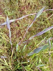 Dichanthelium sabulorum