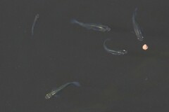 Poecilia reticulata