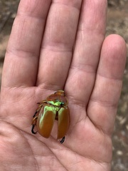 Anoplognathus viriditarsis