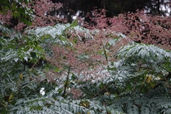 Aralia bipinnata