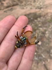 Anoplognathus viriditarsis