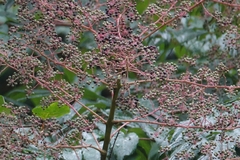 Aralia bipinnata