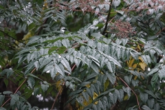 Aralia bipinnata