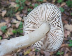 Entoloma