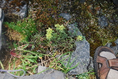 Castilleja hyperborea