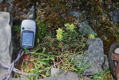 Castilleja hyperborea