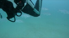 Seriola