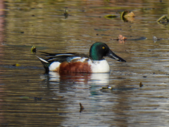 Spatula clypeata
