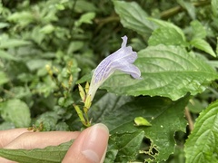 Strobilanthes flexicaulis