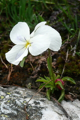 Viola calcarata