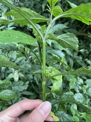 Strobilanthes flexicaulis