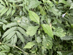 Strobilanthes flexicaulis