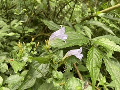 Strobilanthes flexicaulis