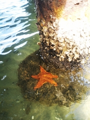 Oreaster reticulatus