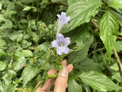 Strobilanthes flexicaulis