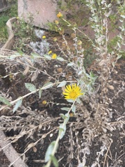 Grindelia camporum
