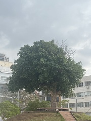 Magnoliopsida