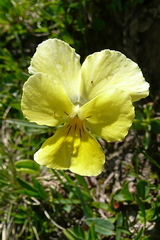 Viola calcarata