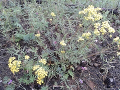 Patrinia rupestris