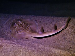 Trygonorrhina dumerilii