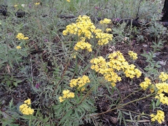 Patrinia rupestris