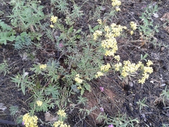 Patrinia rupestris