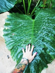 Alocasia macrorrhizos