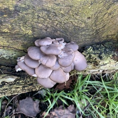 Pleurotus ostreatus