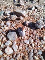 Dinteranthus puberulus