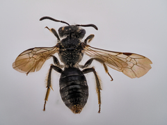 Andrena minutula