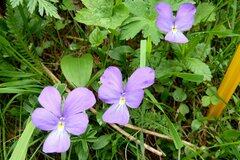 Viola calcarata