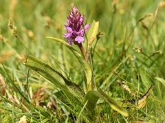 Dactylorhiza × kerneriorum