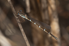 Austrolestes aleison