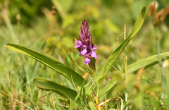 Dactylorhiza