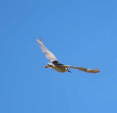 Nycticorax nycticorax nycticorax