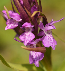 Dactylorhiza