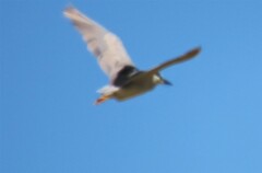 Nycticorax nycticorax nycticorax