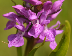Dactylorhiza