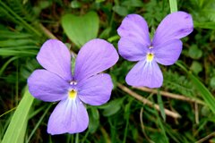Viola calcarata