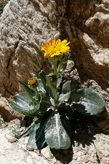 Senecio doronicum