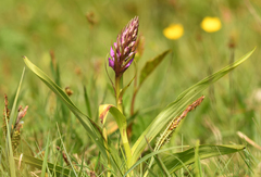 Dactylorhiza
