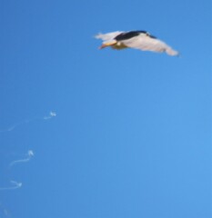 Nycticorax nycticorax nycticorax