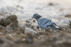 Columba rupestris