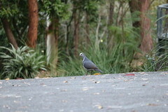 Leucosarcia melanoleuca