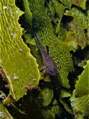 Trachichthys australis