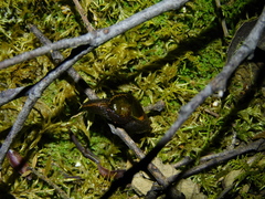 Helicarion cuvieri