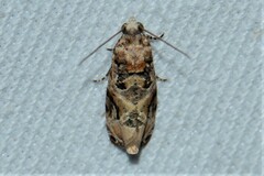 Lobesia aeolopa